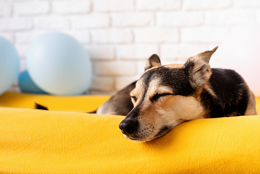 Cute tired mixed breed dog sleeping on yellow dog bed at home with balloons on background