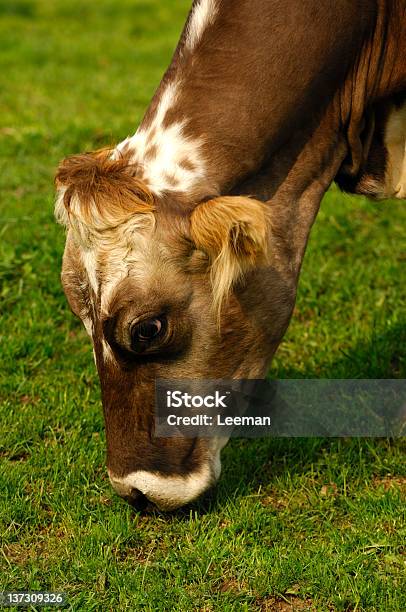 Photo libre de droit de Brouter Hornless Vache banque d'images et plus d'images libres de droit de Agriculture - Agriculture, Bovin, Brouter