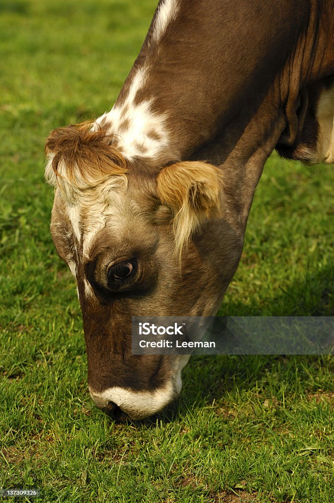 방목하다 hornless cow - 로열티 프리 농업 스톡 사진