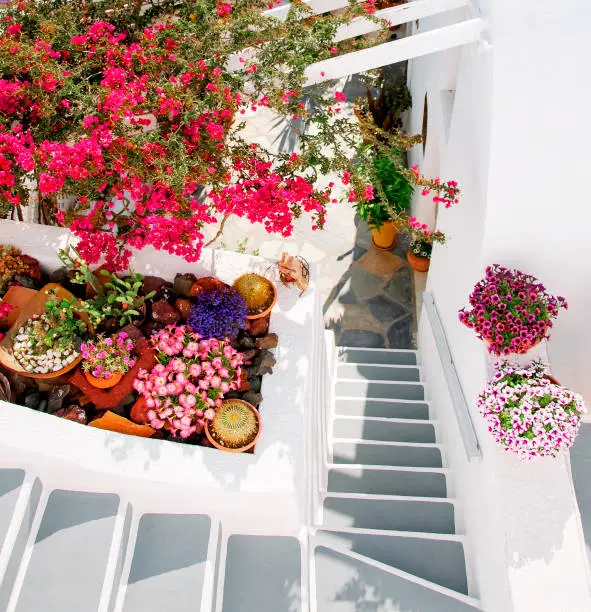 Photo of Santorini, Greece, Europe. Classic white Greek architecture with a ladder, various beautiful flowers. Streets of Santorini, details. Famous travel destination. Vacations background