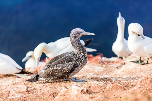 Photo taken in Helgoland, Germany