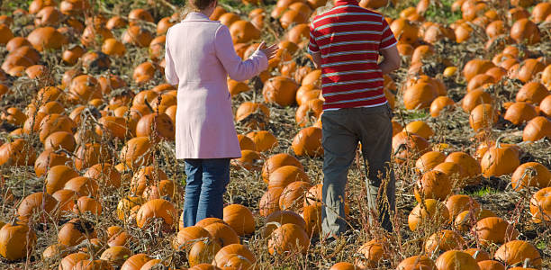 istock I want one this BIG! Pumpkins for Halloween 137309517