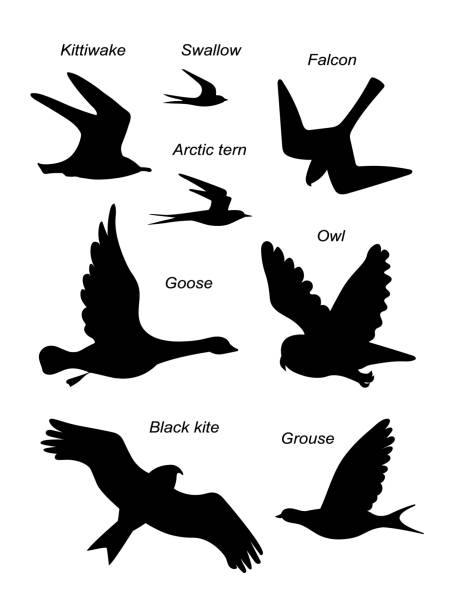 Birds. Vector black silhouette image set. Different flying birds (owl, kite, falcon and other). Vector image black silhouettes set. milvus migrans stock illustrations