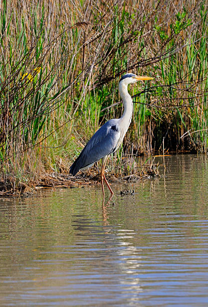 airone grigio - gray heron foto e immagini stock