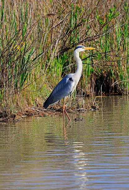 Grey heron, Ardea cinerea, standing at a pond