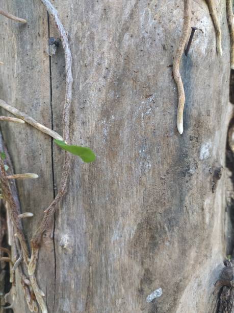 istock Bare wood of a tree trunk 1373096110