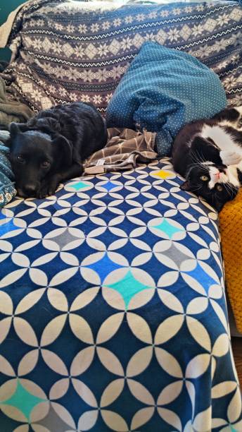 istock like dog and cat 1373096189