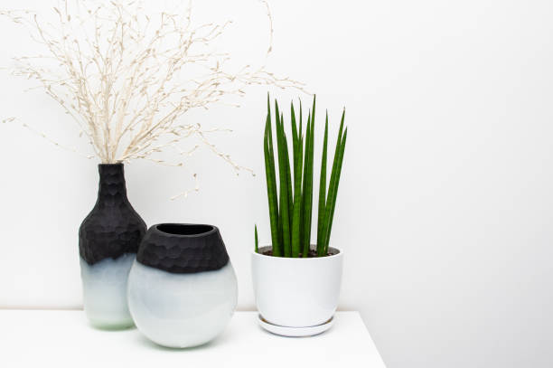 istock Sansevieria home plant  home decoration on white shelf. 1373096364