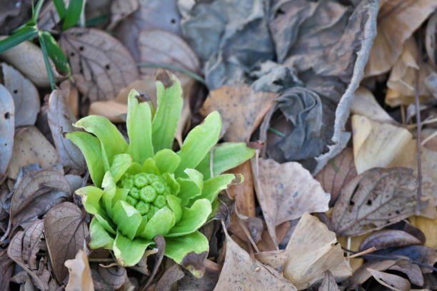 istock Petasites japonicus 1373096370