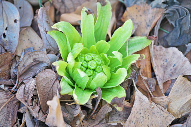 istock Petasites japonicus 1373096390