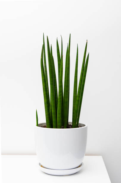 istock Sansevieria home plant  home decoration on white shelf. 1373096664