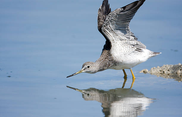 istock Greater Yellowleg- shorebird 137309691