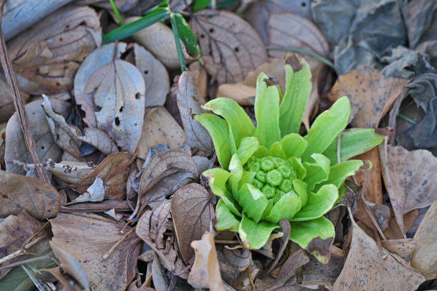 istock Petasites japonicus 1373096993