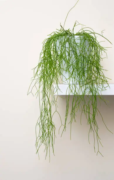 Hanging succulent rhipsalis plant standing on a white shelf, home decoration abstract.