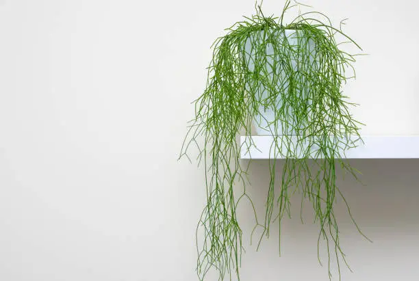 Hanging succulent rhipsalis plant standing on a white shelf, home decoration abstract.