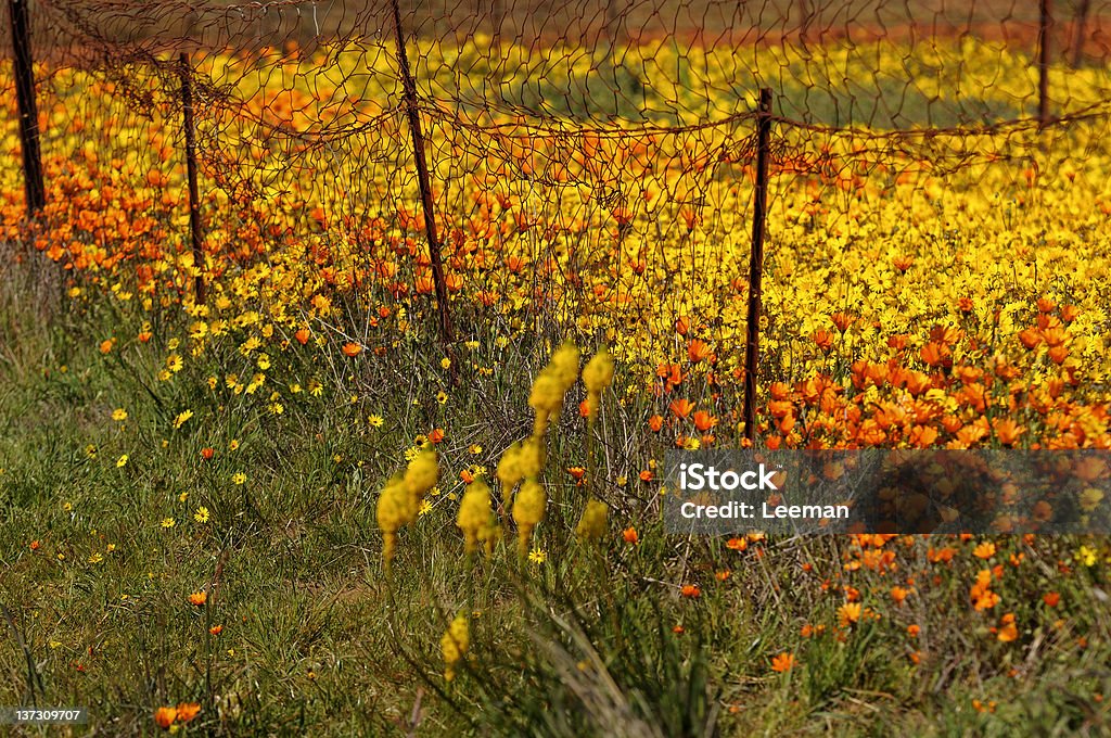 Frühling-Blumen-Anzeige - Lizenzfrei Afrika Stock-Foto