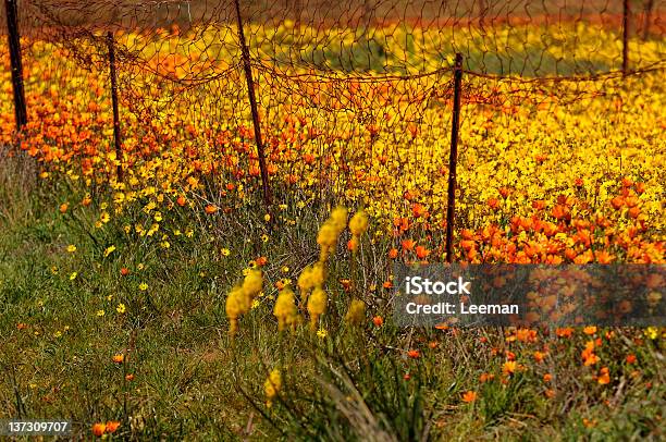 Frühlingblumenanzeige Stockfoto und mehr Bilder von Afrika - Afrika, Aster, Baumblüte