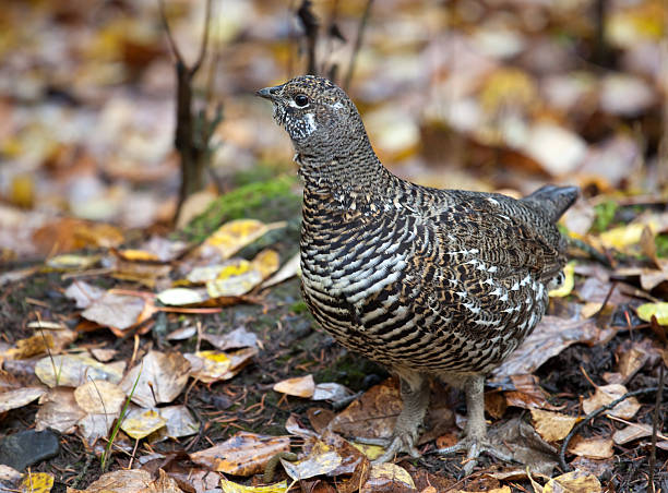 spruce perdiz, feminino - grouse spruce tree bird camouflage - fotografias e filmes do acervo