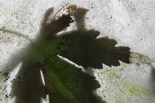 Sadness - Leaf In A Surrounding Of Disorganisation