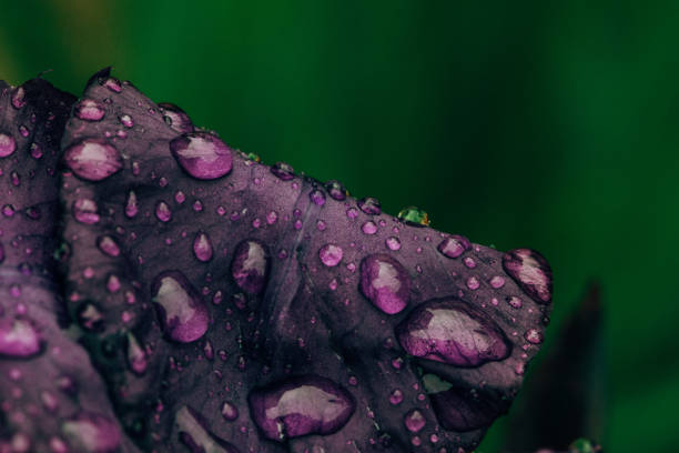 Macro view of purple iris flower