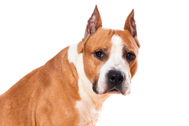 dog american staffordshire terrier brown color closeup isolated on white background - dog head shot imagens e fotografias de stock