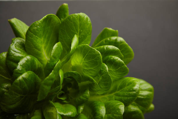 istock lettuce leaves on a dark background 1373101433
