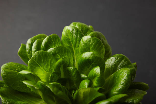 istock lettuce leaves on a dark background 1373101451