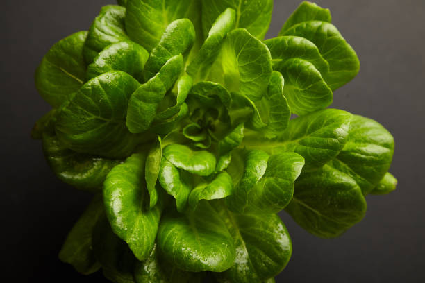 istock lettuce leaves on a dark background 1373101452
