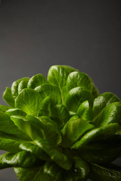 istock lettuce leaves on a dark background 1373101503