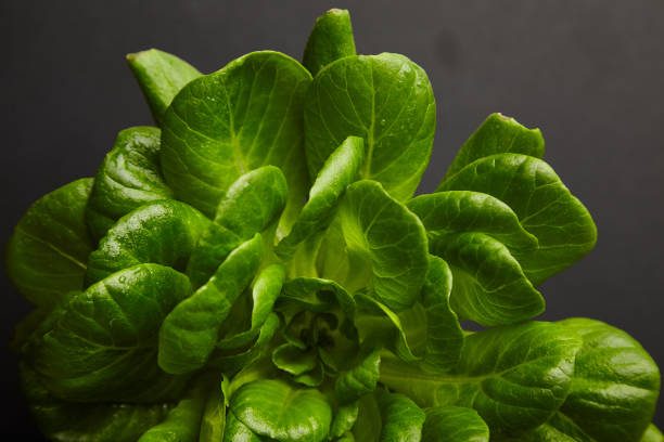 istock lettuce leaves on a dark background 1373101516