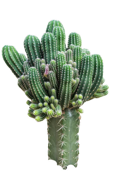 istock Cactus flower with white background. Cactus flower isolation background 1373102267