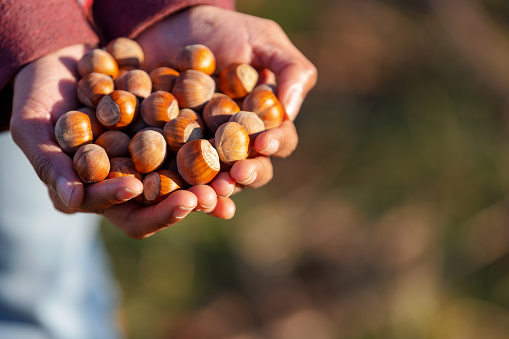 Hazelnuts in female hands