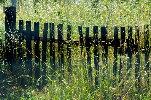 Wooden gate, fence . Sunny green meadow, springtime overgrown grass. Galicia, Spain.