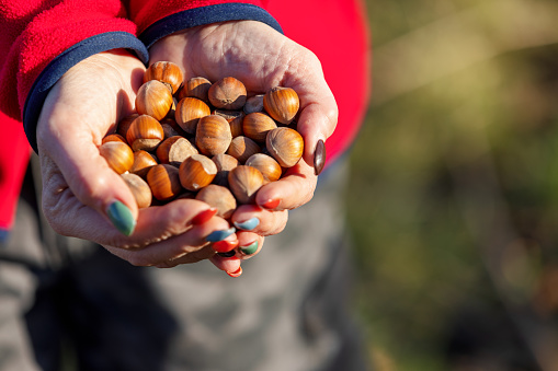 Hazelnuts in female hands