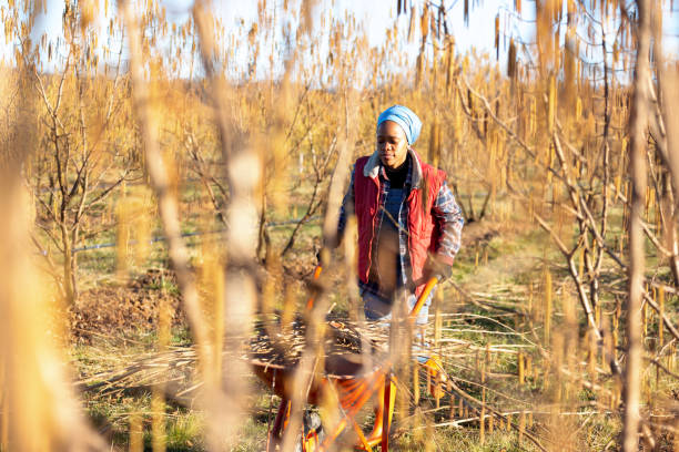 Young woman collecting dry branches of hazel tree after pruning.