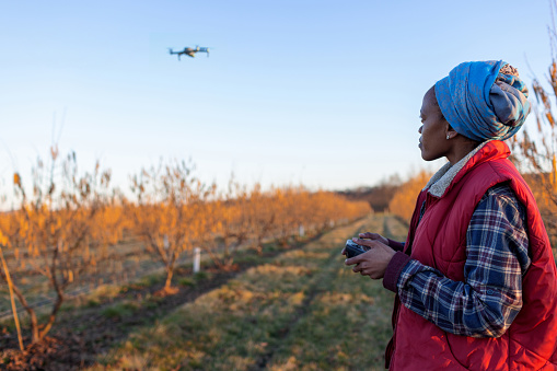 Young African woman, farm owner, navigate drone above hazelnut orchard.