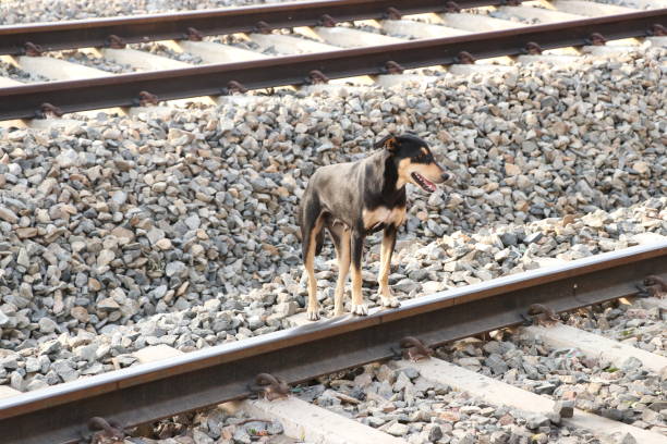 istock dog standing on rail line. 1373104727