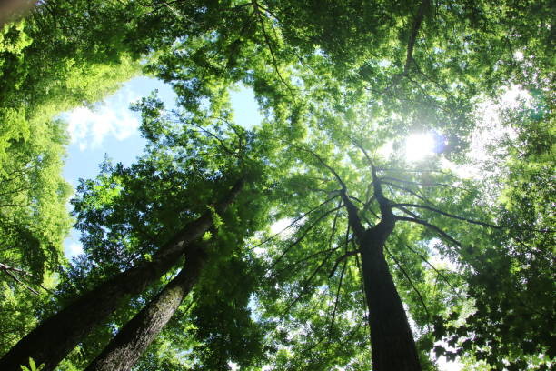 istock Blue sky looking up at fresh green trees 1373104775