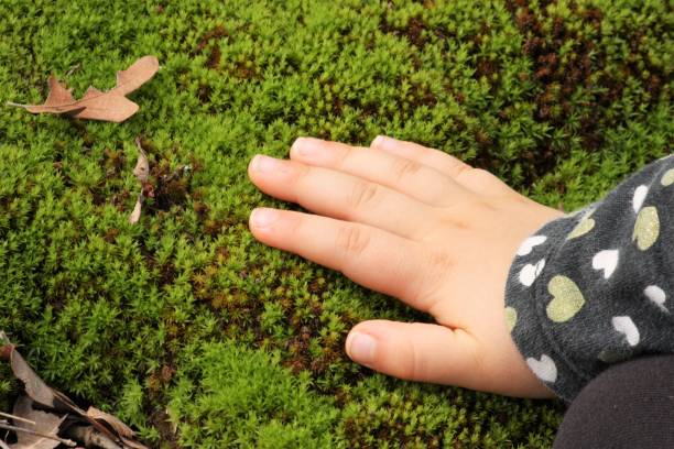istock Child's Hand Touching Green Moss 1373105835
