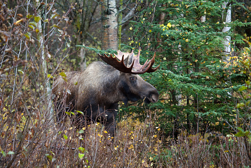 Bull moose from Alaska