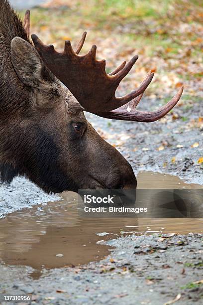 Bull Moose From Alaska Drinking Xxl Stock Photo - Download Image Now -  Alaska - US State, Animal Wildlife, Animals In The Wild - iStock