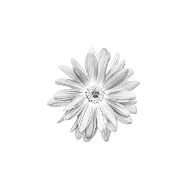 istock Solitary monochrome flower 1373111943