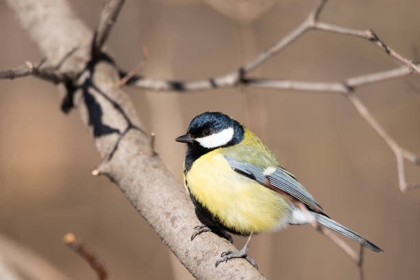 istock Great tit close up ( Parus major )