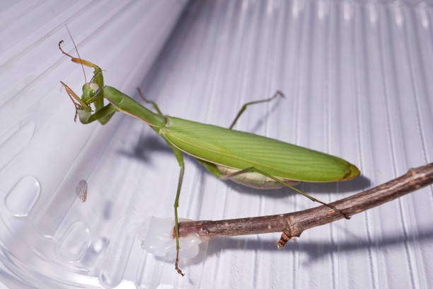 istock Ordinary mantis (lat. Mantis religiosa) thoroughly clean the forelimbs after eating 1373112950