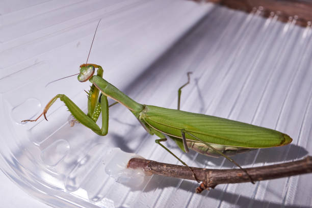 istock Ordinary mantis (lat. Mantis religiosa) thoroughly clean the forelimbs after eating 1373113113