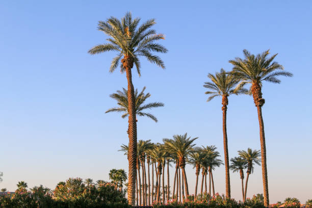 istock palm trees oasis desert blue sky clear skies tall palms skyline horizontal palm tree landscape 1373113686