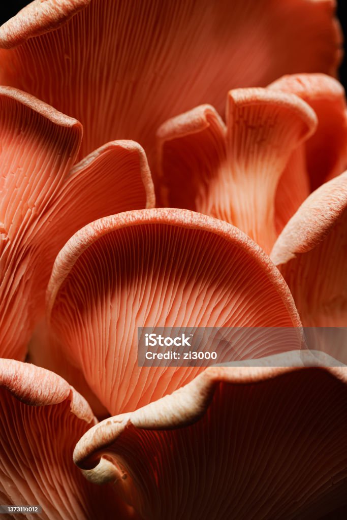 Close up view of pink oyster mushrooms (Pleurotus djamor). Delicious edible mushrooms. Pink oyster mushrooms (Pleurotus djamor) on a black background, close-up view Antioxidant Stock Photo