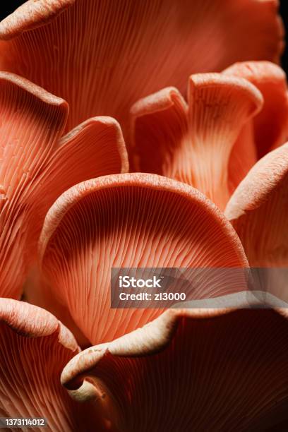 Close Up View Of Pink Oyster Mushrooms Delicious Edible Mushrooms Stock Photo - Download Image Now