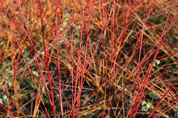 istock Full frame image of dogwood or cornus 1373114074
