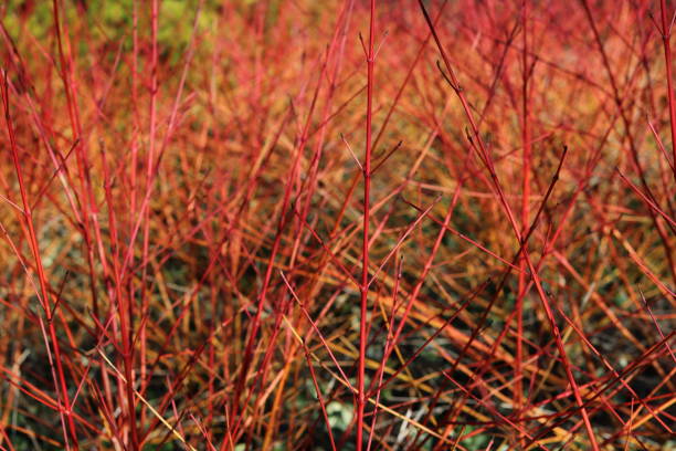 istock Full frame image of red cornus in winter 1373114159